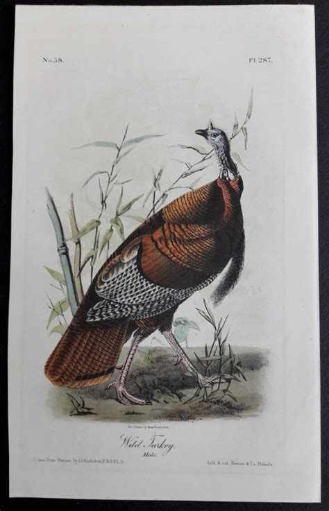 287 wild turkey male audubon octavo later edition