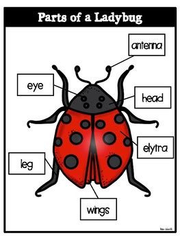 parts   ladybug bilingual  rae elliott tpt