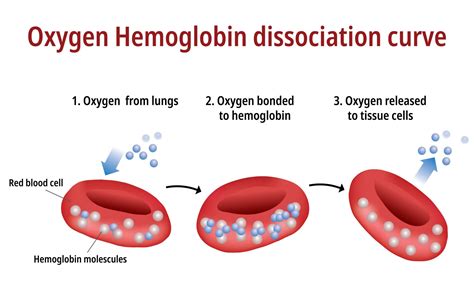 anemia  elderly risks     hemoglobin healthcreeds