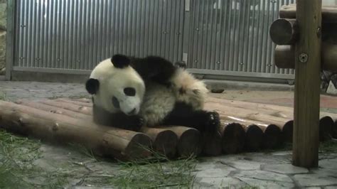 1 25 August 2011 Giant Panda Twin Cubs Kaihin And Youhin