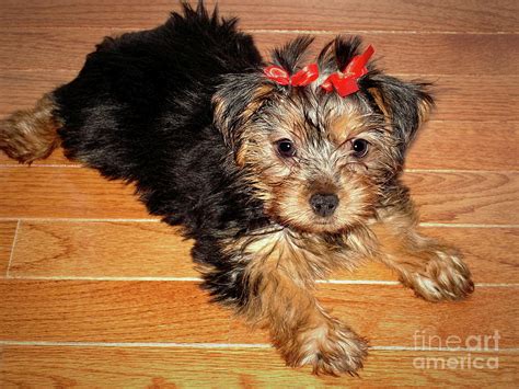 silky terrier puppy photograph  sue melvin