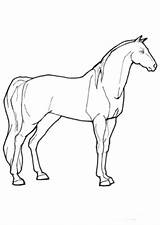 Yegua Jument Dibujo Hellokids Drucken Horses Stute Wunderbare Cheval Shading Pintarcolorear Farben Ligne sketch template