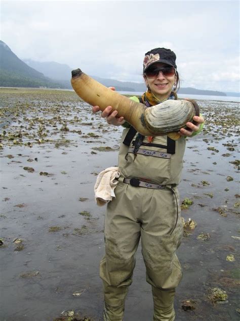 The Geoduck Clam “gooey Duck” Is A Giant Clam Found In Salt Water