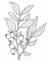 Mirtillo Colorir Huckleberry Kolorowanka Jagody Cherry Frutta Fruit Supercoloring Druku Ulivo Albero Natureza Czarnej Kolorowanki Galazka sketch template
