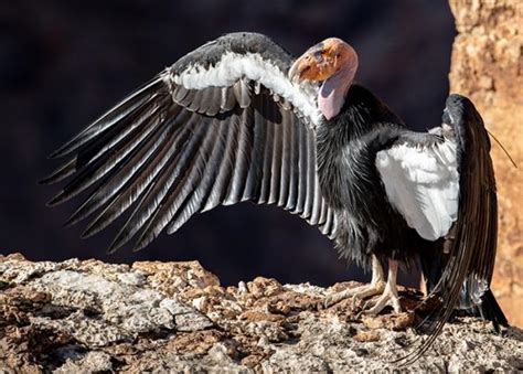 california condor  peregrine fund