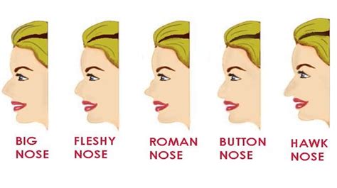 nose shape reveals   personality