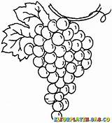 Druiventros Kleurplaat Tekening Anggur Zoeken Grapes Mewarnai sketch template