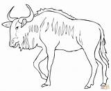 Coloring Wildebeest Pages Springbok Gnu Blue Antelope Drawing Printable Color Draw Sheet Version Click Kids Cartoon Getdrawings Designlooter Supercoloring Template sketch template
