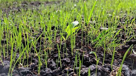 long     grass  grow  seeding gardening latest