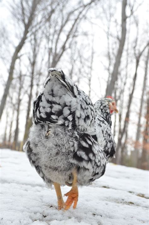winter chicken care common questions  answers chickens
