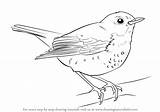Thrush Drawing Hermit Draw Step Tutorials Birds Drawingtutorials101 sketch template