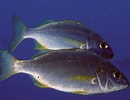 Afbeeldingsresultaten voor "pomadasys Incisus". Grootte: 130 x 100. Bron: pecesmediterraneo.com