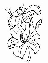 Lily Easter Line Drawing Coloring Pages Paintingvalley sketch template