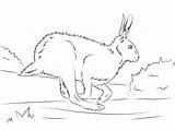Coloring Hare Runs Supercoloring sketch template