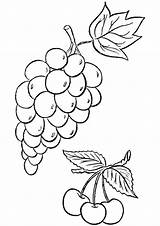 Grapes Coloring Pages Grape Printable Parentune Fruits Worksheets Cherries sketch template