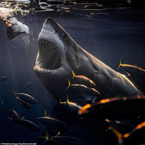 jaw dropping photos taken by crazy shark photographer daily mail online