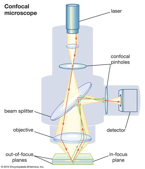 microscope imaging fluorescence resolution britannica