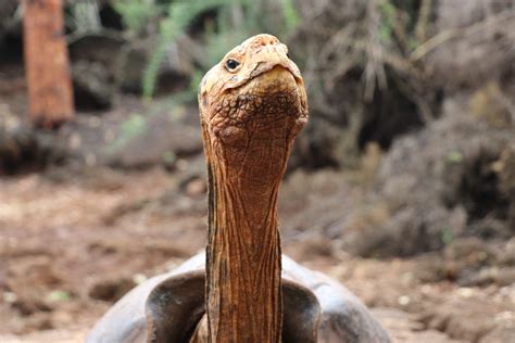 Sex Mad 100 Year Old Tortoise Who Saved Entire Species After Fathering
