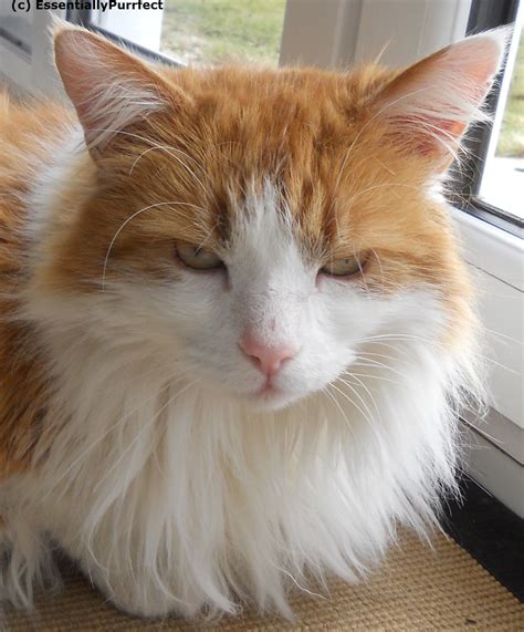 handsome scrumpy mobile cat grooming chorley lancashire