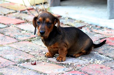 filesmooth miniature dachshund puppyjpg wikipedia