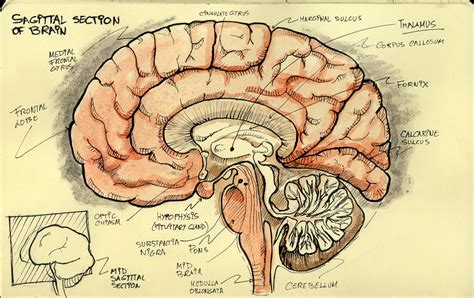 sagittal section  brain cloudshareinfo