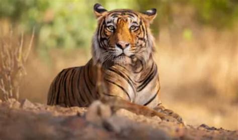 facts  tigers habitat teaching wiki twinkl