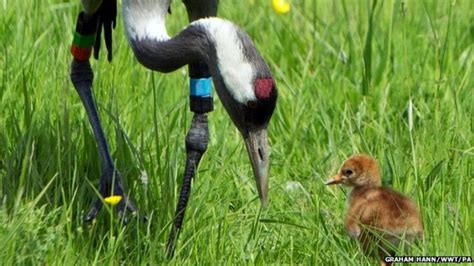 crane chicks hatched after special breeding programme bbc news