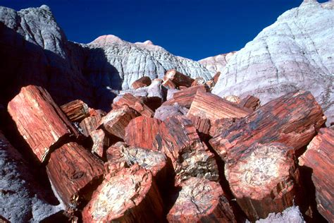 petrified forest national park