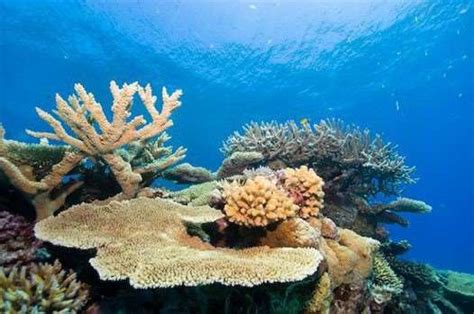 Great Barrier Reefs Colourful Coral Distant Journeys