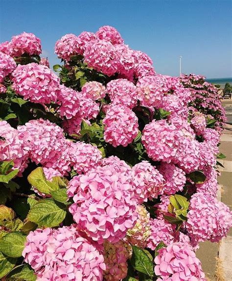 pink hydrangeas pink hydrangea pink hydrangea