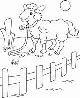 Coloring Pages Fence Sheep Kids Animals Picket Print Drawing Printable Colouring Color Sheets Getdrawings Domestic Getcolorings Coloring2print Young sketch template