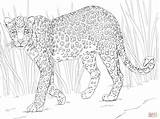 Leopard Coloring African Pages Animals Safari Colouring Animal Printable Drawings Color Clouded Clipart Leopards Kids Print Caracal Drawing Collection Sheet sketch template