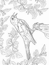 Blackbird Coloring Pages Birds sketch template