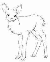 Deer Coloring Tailed Getcolorings Whitetail Color sketch template