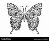 Coloring Butterfly Book Adults Vector Royalty Vectorstock Vectors sketch template