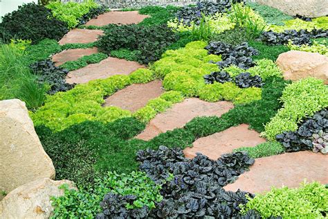 10 Great Groundcover Plants Better Homes And Gardens