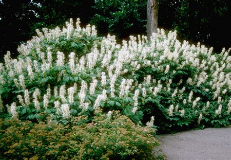 Aesculus Parviflora Tyler Arboretum