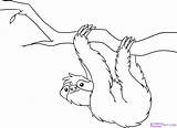 Sloth Face Getdrawings Drawing sketch template