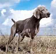 Billedresultat for World Dansk Fritid Husdyr Hunde racer stående Jagthunde weimaraner. størrelse: 194 x 185. Kilde: jaegernesmagasin.dk