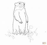 Coloring Groundhog Pages Printable Standing Drawing Groundhogs sketch template