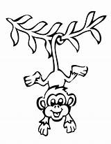 Monkey Coloring Pages Printable Colouring Coloringme sketch template