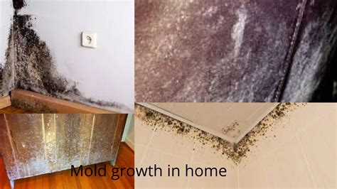 mold growth  home signs risk  solution microbe