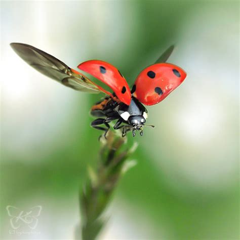 bugs cute fly ladybug nature photography image   favimcom