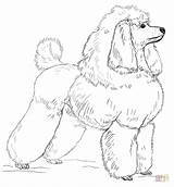 Poodle Coloring Toy Pages Draw Drawing Poodles Printable Step Clipart Dogs Drawings Clip Paper Popular sketch template
