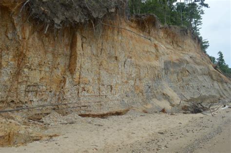 Find 20 Million Year Old Fossils At Calvert Cliffs State Park In Maryland