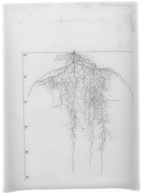 hibiscus trionum root system drawings wageningen university research image collections