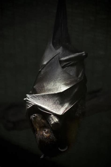 black bat animals wild bat species power animal