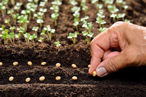 semences  graines bio pourquoi en acheter plants  people