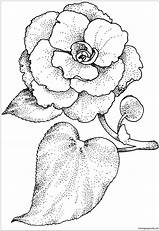 Camellia Coloring Pages Flower Drawing Color Da Printable Supercoloring Colorare Camelia Flowers Disegni Kids Desenho Coloriage Dover Camélia Publications Drawings sketch template