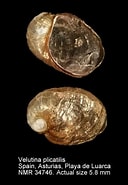 Afbeeldingsresultaten voor "velutina Plicatilis". Grootte: 128 x 185. Bron: www.nmr-pics.nl